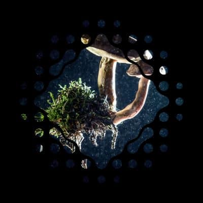 Photo: The €53 million Series B round in Infinite Roots is the largest investment in mycelium technology in Europe to date (Photo © Infinite Roots)