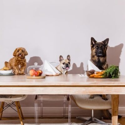 Foto: HayHoly bitet rassenspezifisches Hundefutter an (© heyholy.com